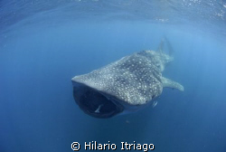 Whale shark near Cancún Q.roo. Trip with "Solo Buceo" by Hilario Itriago 